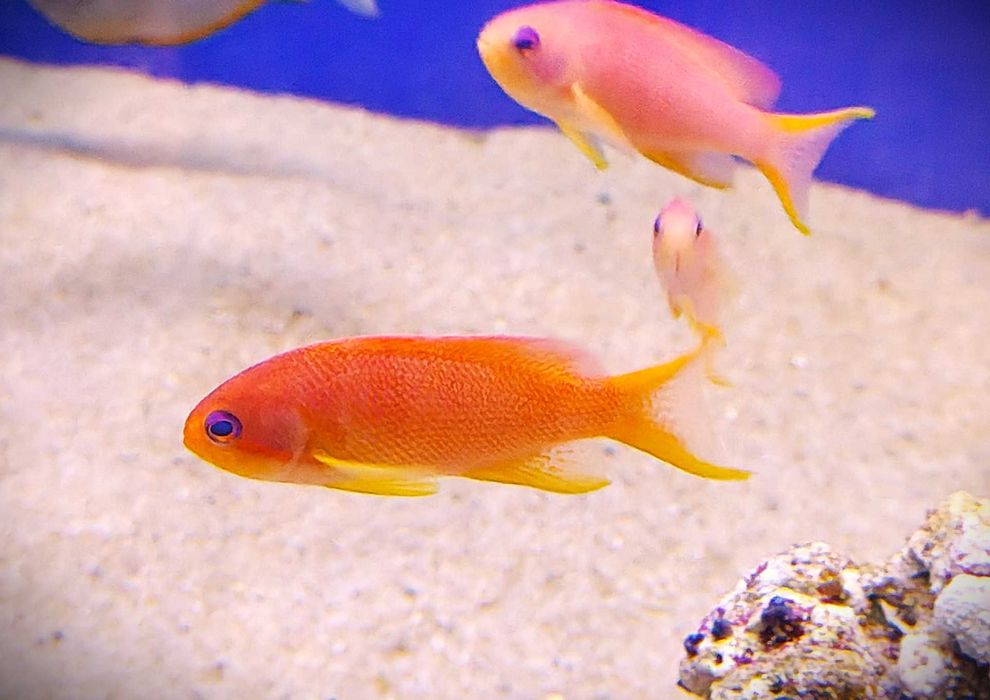 Pseudanthias Cheirospilos.  Morskie