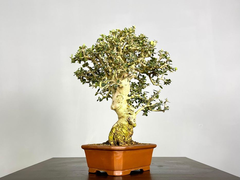 Bonsai de Oliveira 

- Espécie: Olea europaea 'sylvestris'
- Tamanho: