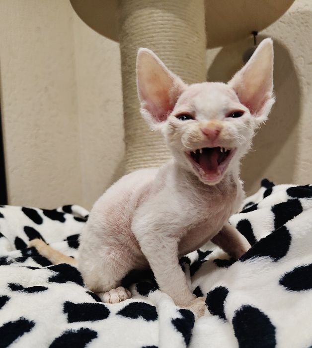 Devon rex kocurek