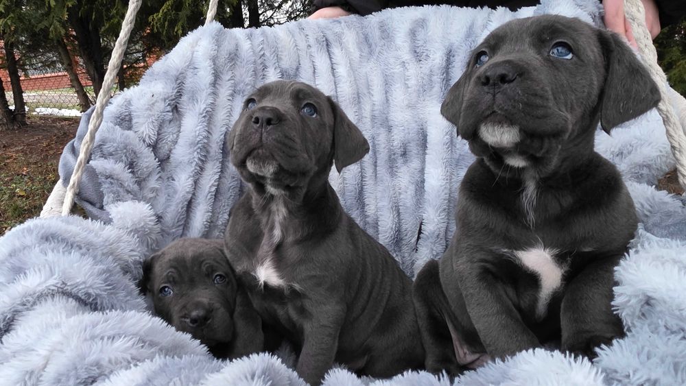 Cane Corso Italiano SUCZKA BŁĘKITNA