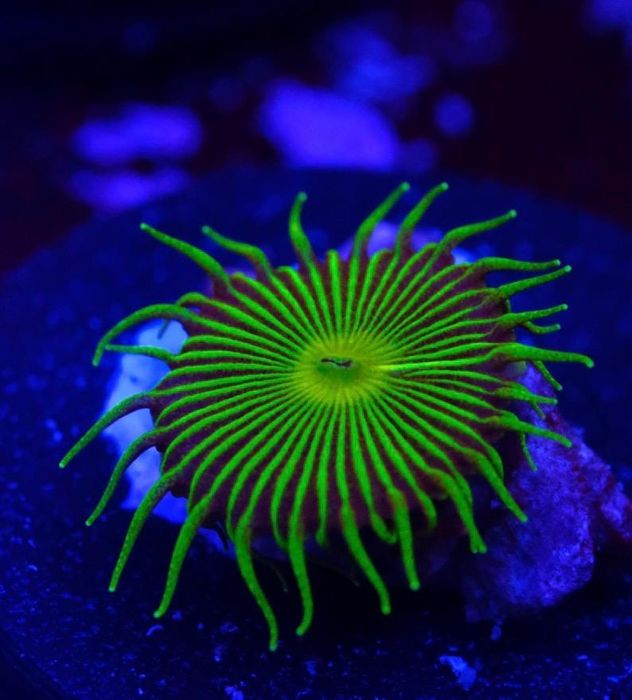 Vendo zoanthus Green Hulk