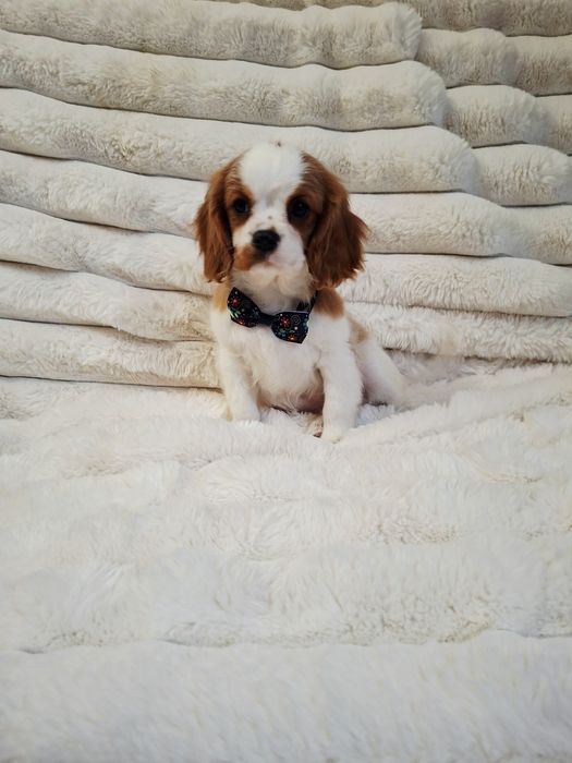 Cavalier King Charles Spaniel