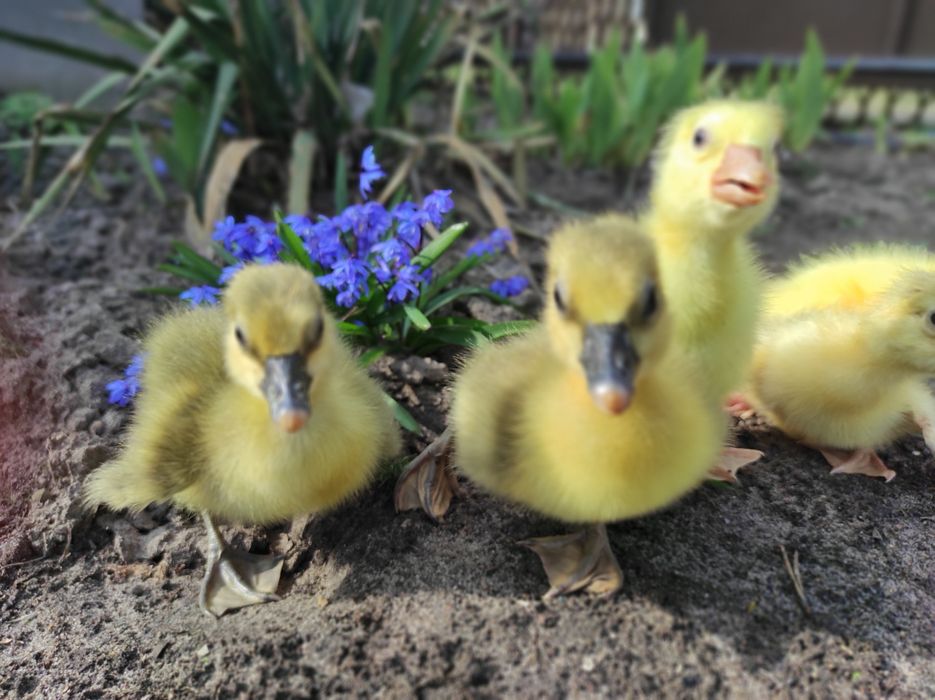 Гусенята Велика Сіра