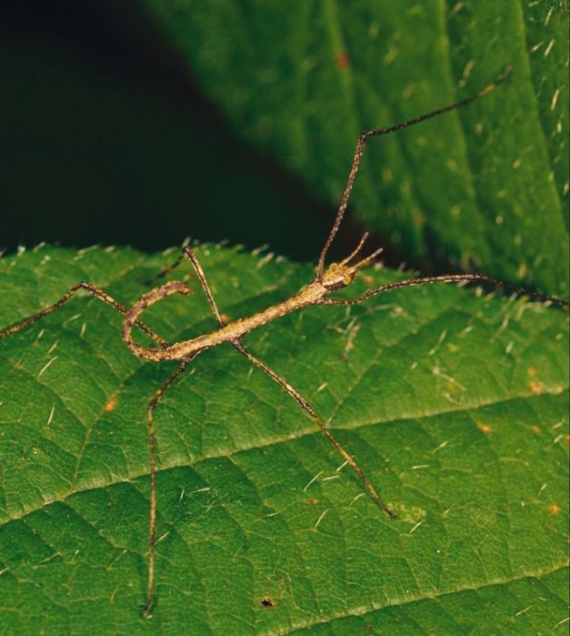 Сірник  вид паличників  Clitumni.