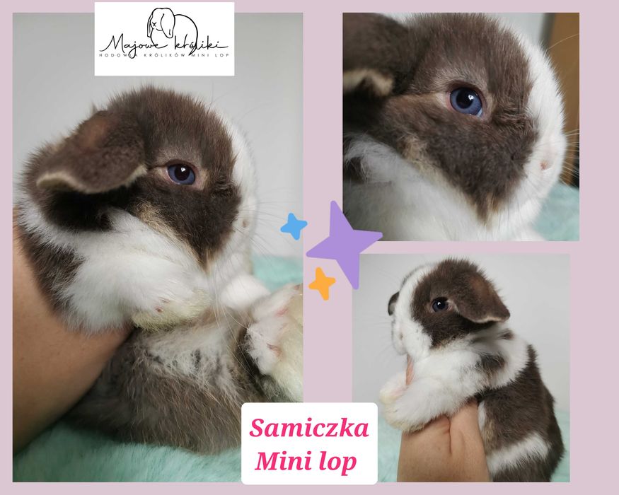 Królik króliczek mini lop hodowla zarejestrowana 910-P