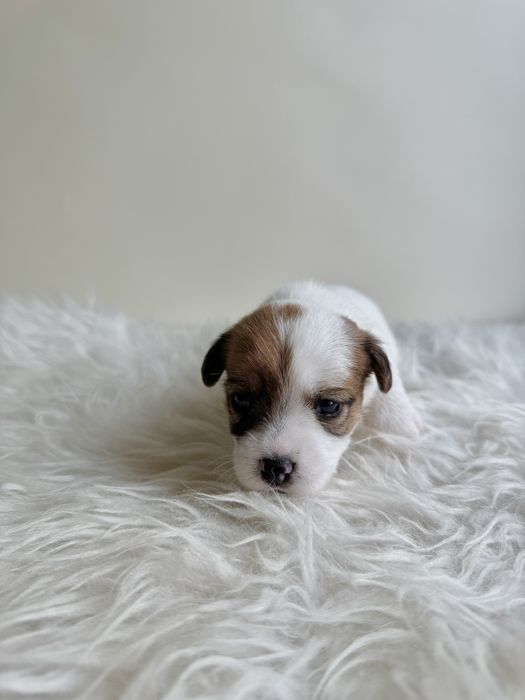Jack Russell Terrier- biało-brązowa Sunia ZkwP FCI