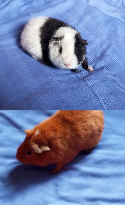 Морська свинка самець