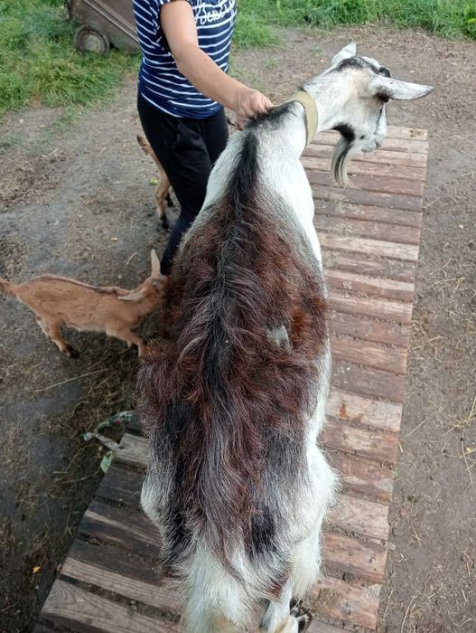 Продам козу Житомирська область ціна 3000