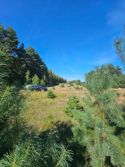 Dzialka rolna w oklicy lasu i rzeki Narew