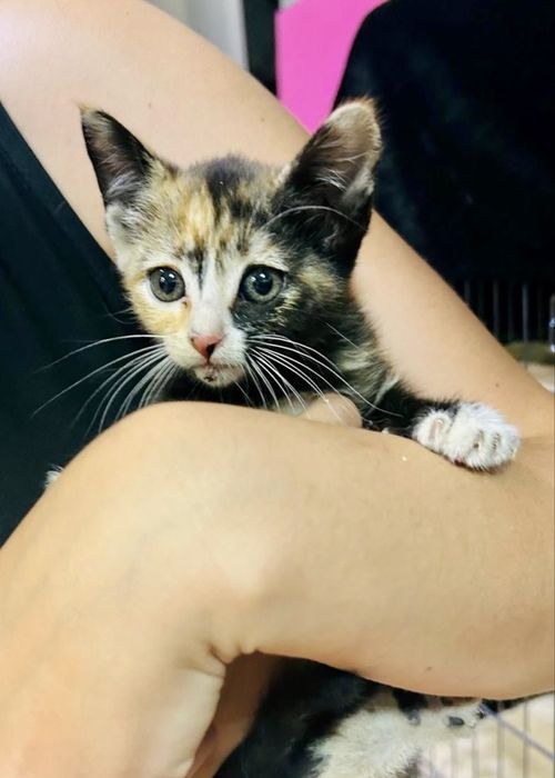 Gata bebé para adoção responsável