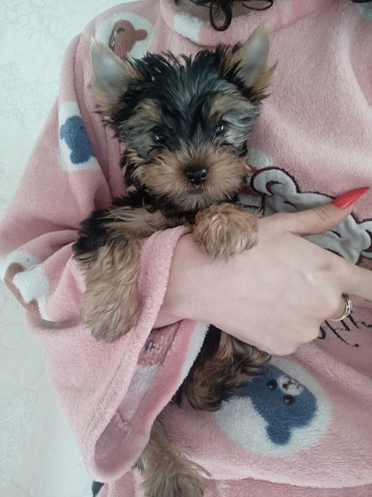 Чудо чудесное Йорики