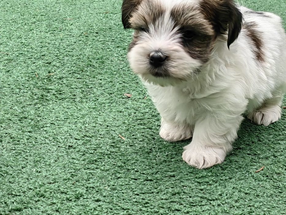 pieski york biewer z metryką