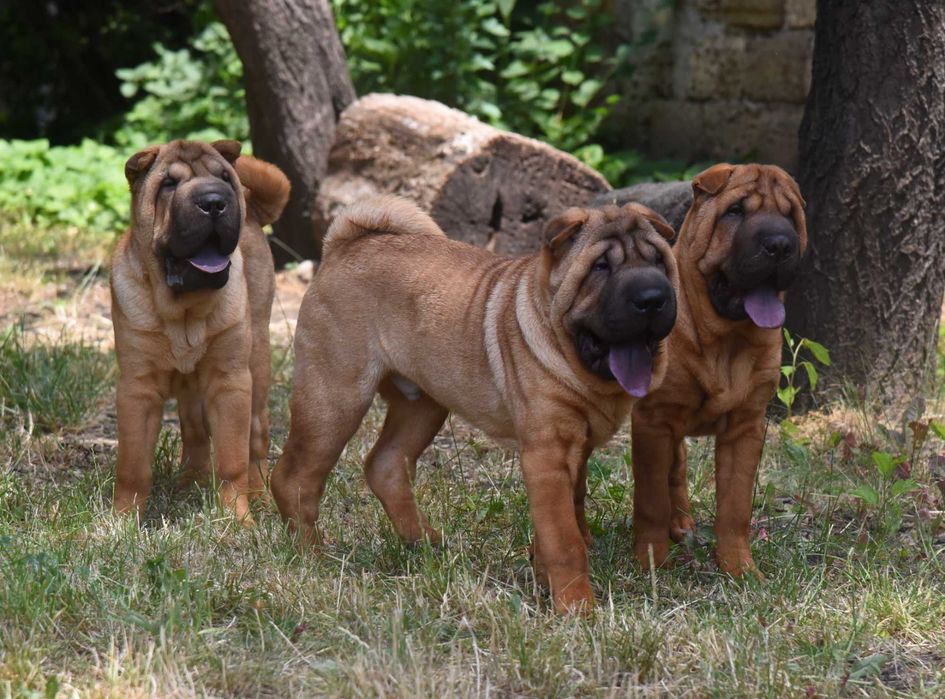 ШАРПЕЙ щенки красного окраса