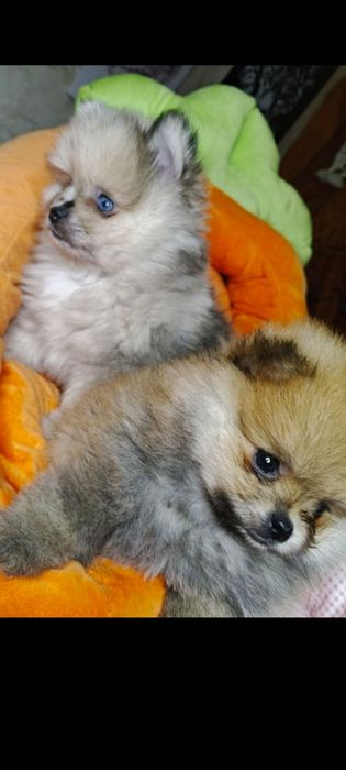 Померанський шпіц дівчата