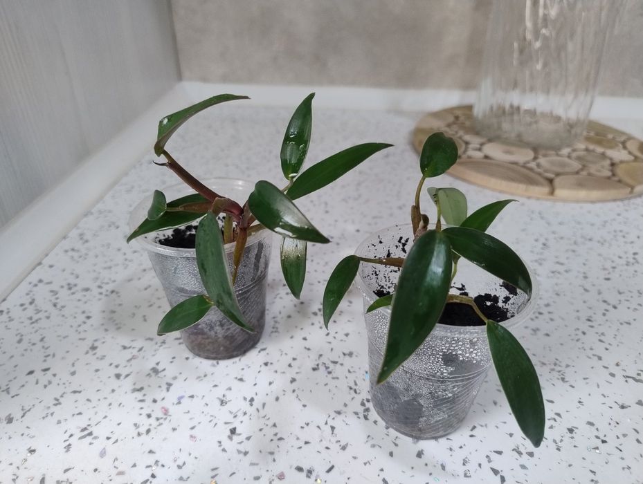 Филодендрон, комнатное растение