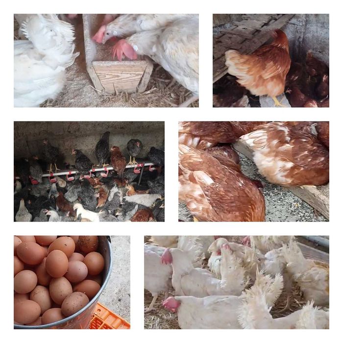 Продам кури несушки. Доставка безкоштовна! Бобровиця.