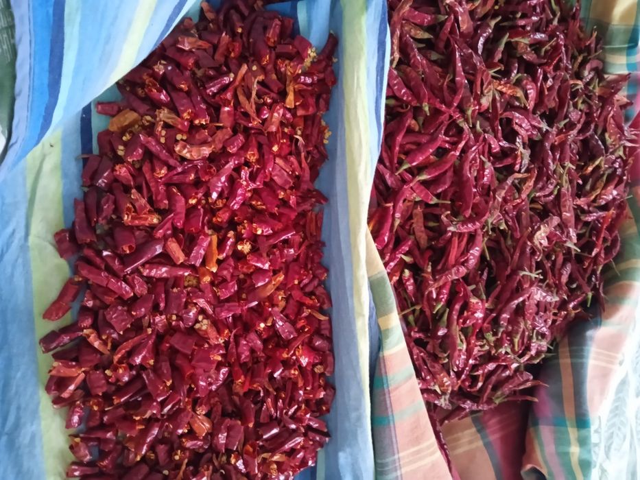 Насіння декоративного кімнатно-вуличного перчику!