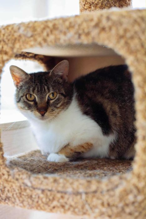 Мальва шукає дім терміново