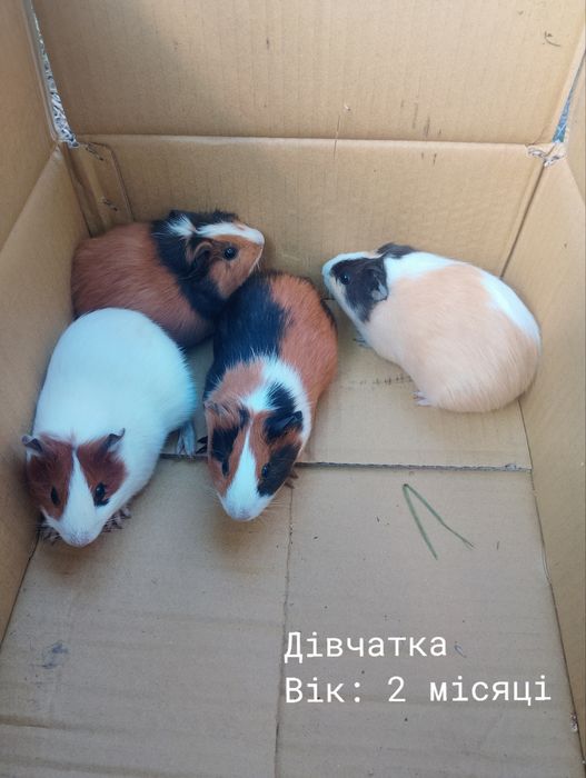 Продам морські свинки терміново!!!
