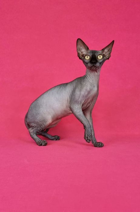 Кошеня породи сфінкс . Дівчинка.