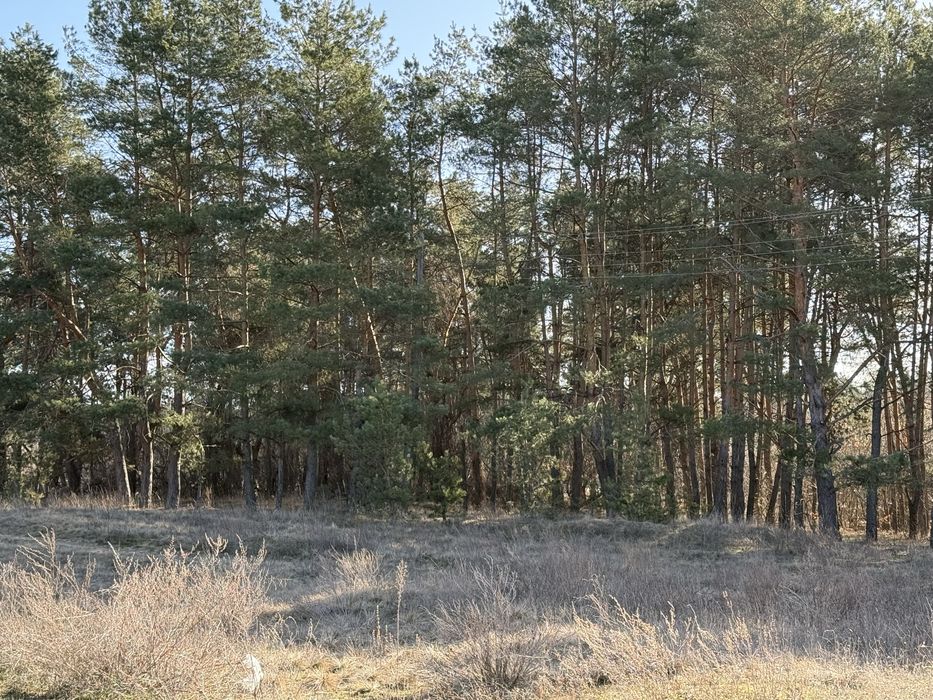 25 соток вул.Лісова с.Старе Бориспільського р-ну