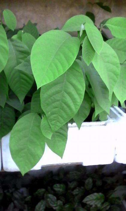Plantas de Anona Chirimoya
