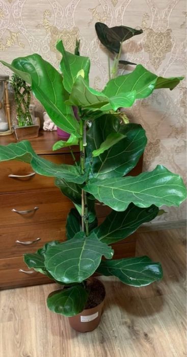 Вишуканий Фікус Лірата  h 85 см