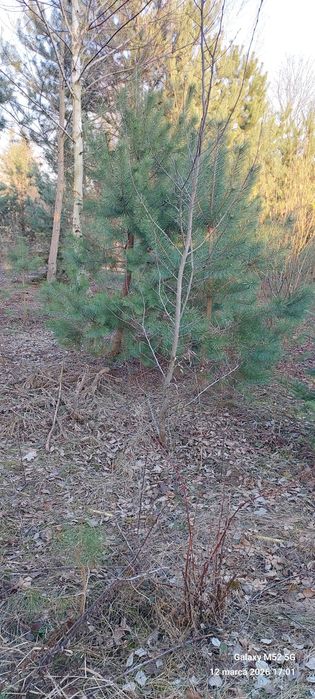 Działka budowlana 780 m² Bożenkowo - Więcej