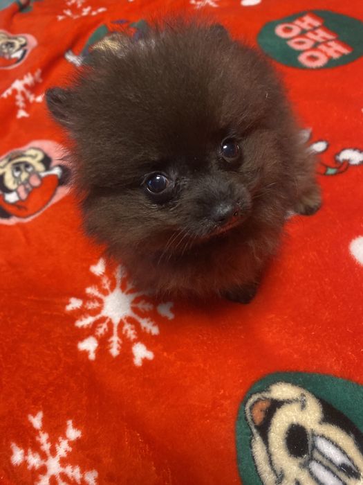 Дівчинка померанський шпіц