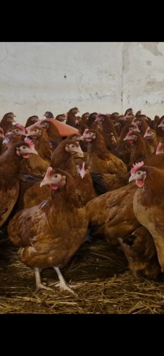 Kury,kurczęta odchowane- Opatow możliwy transport!!!