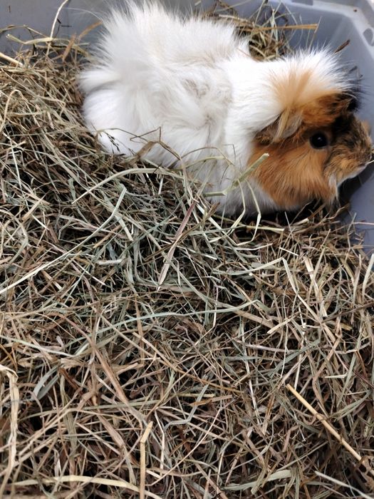 Świnka morska do adopcji