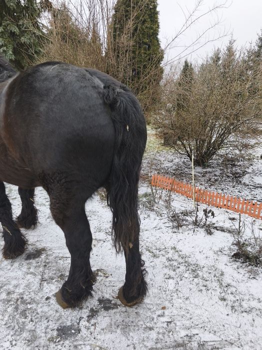 Sprzedam kobyłę Kobyła