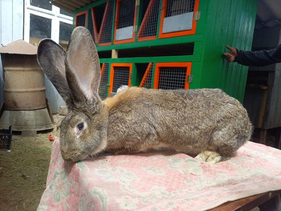 Європейська шиншила,білий велікан,фландер