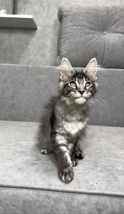 Харизматична дівчинка мейнкун чорний мармур на сріблі