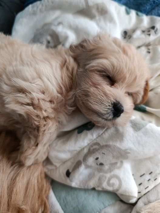 MALTIPOO- cudowna sunia