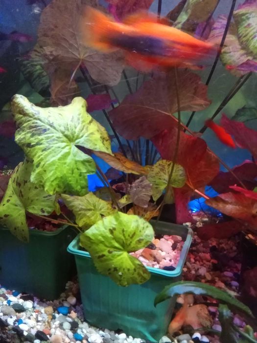 Roślinki lotos zielony