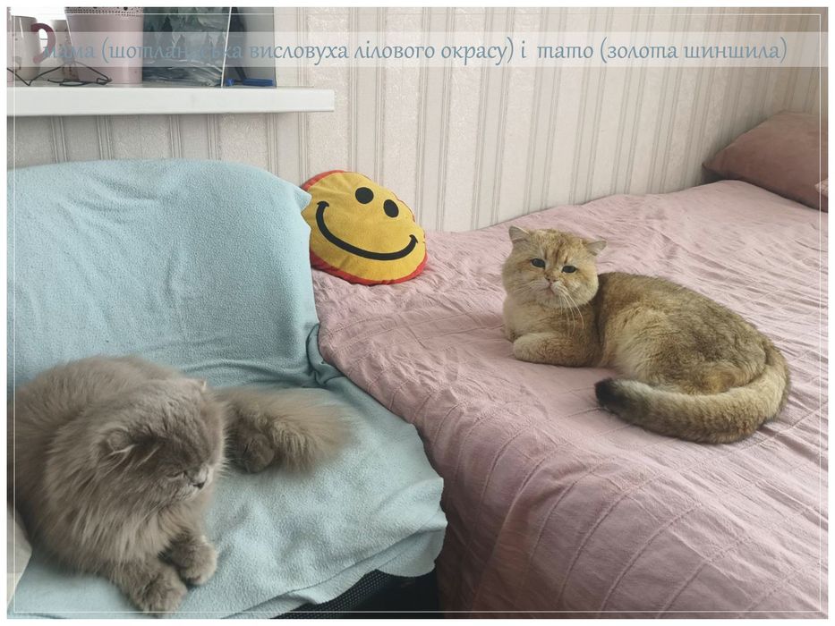 Шотландські кошенята золота шиншила, залишився 1