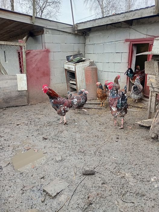 Продам півні молоді