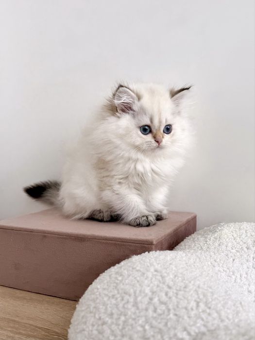 Чарівні британскі кошенятка