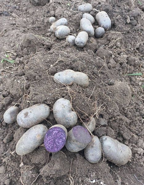 Продам картоплю "СОЛОХА"