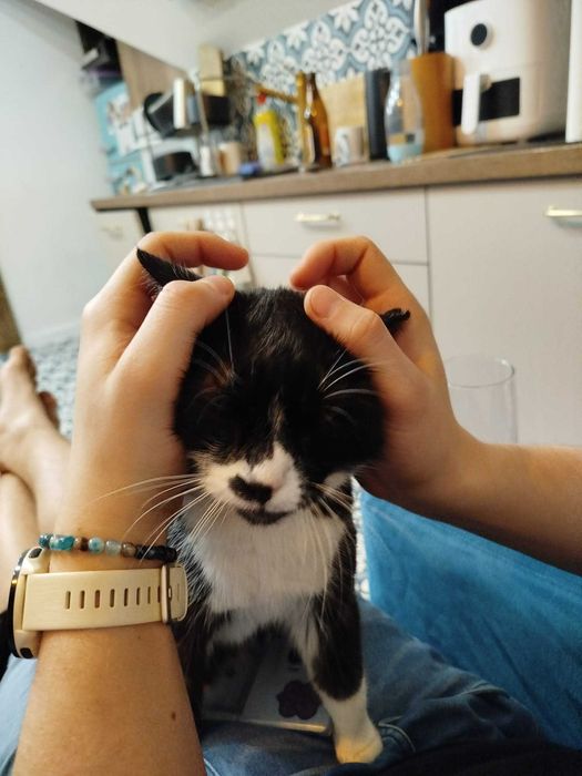 cudowna przyjazna kicia do oddania