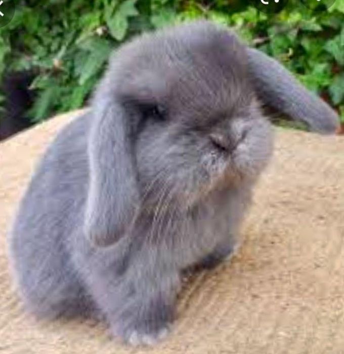 Kit coelhos anoes mini lop, mini holandes e toys na minha criacao