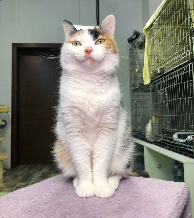 Кошечка с золотым характером  и милой внешностью, зовут Лапушка