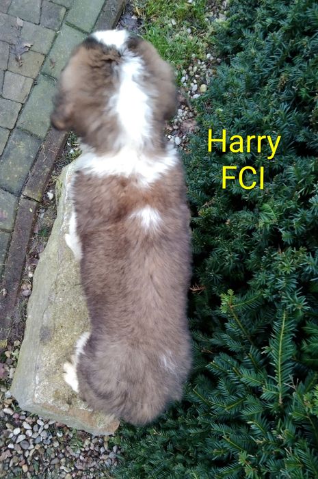 Bernardyn długowłosy szczenię FCI ZKwP