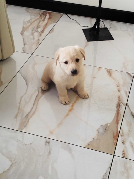 Labrador szczenię tel.-5.7.5.3.0.2.0.3.9.