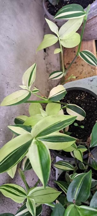 Свої домашні квіточки.