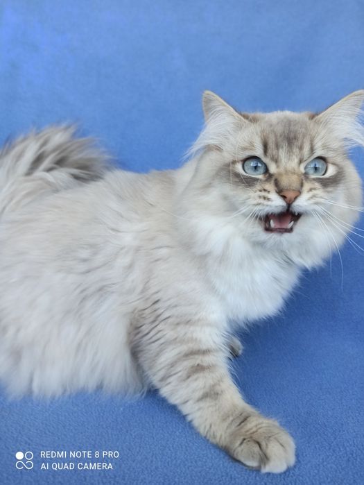 Невские маскарадные кошки продажа
