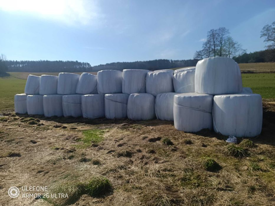 Bele gorzowska sianokiszonka  450 zł tona