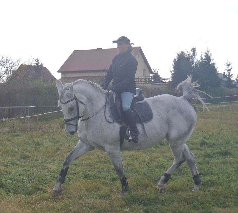 *** Spokojna klacz-rekreacja, koń rodzinny ***