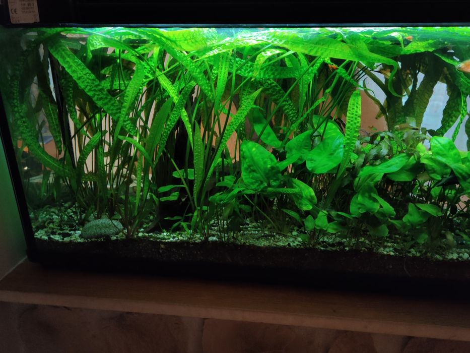 Cryptocoryne zielona i roślinki